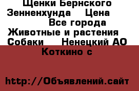 Щенки Бернского Зенненхунда  › Цена ­ 40 000 - Все города Животные и растения » Собаки   . Ненецкий АО,Коткино с.